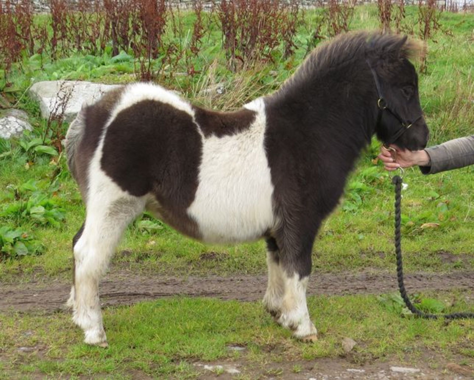 Piebald - Miniature - Colt Foal, - DOB: 13th May 2017