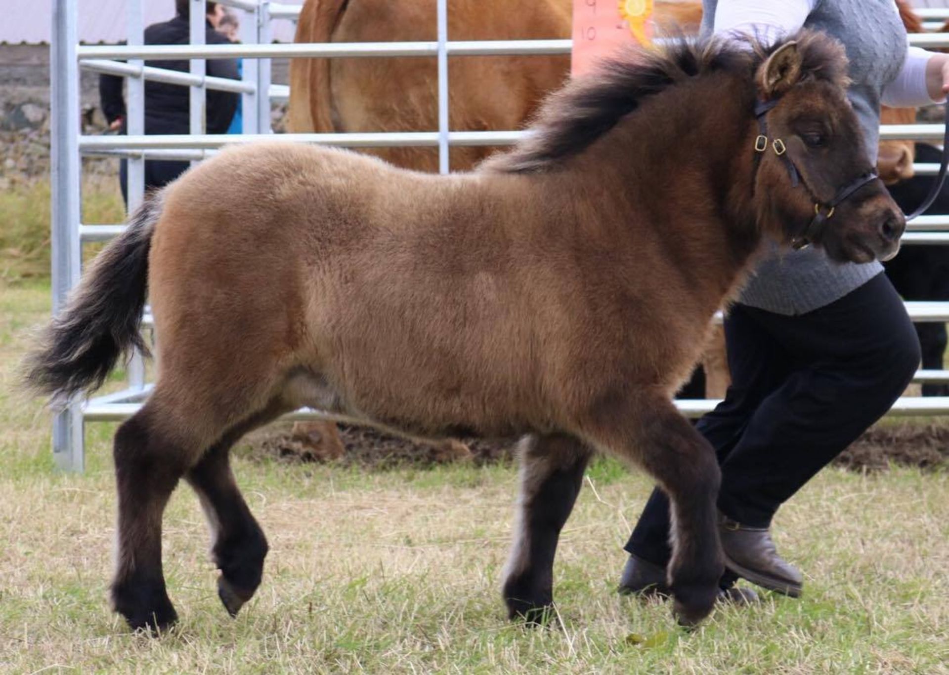 Bay Dun with Eel Stripe - Standard - Filly Foal, - DOB: 12th May 2017 - Image 2 of 5