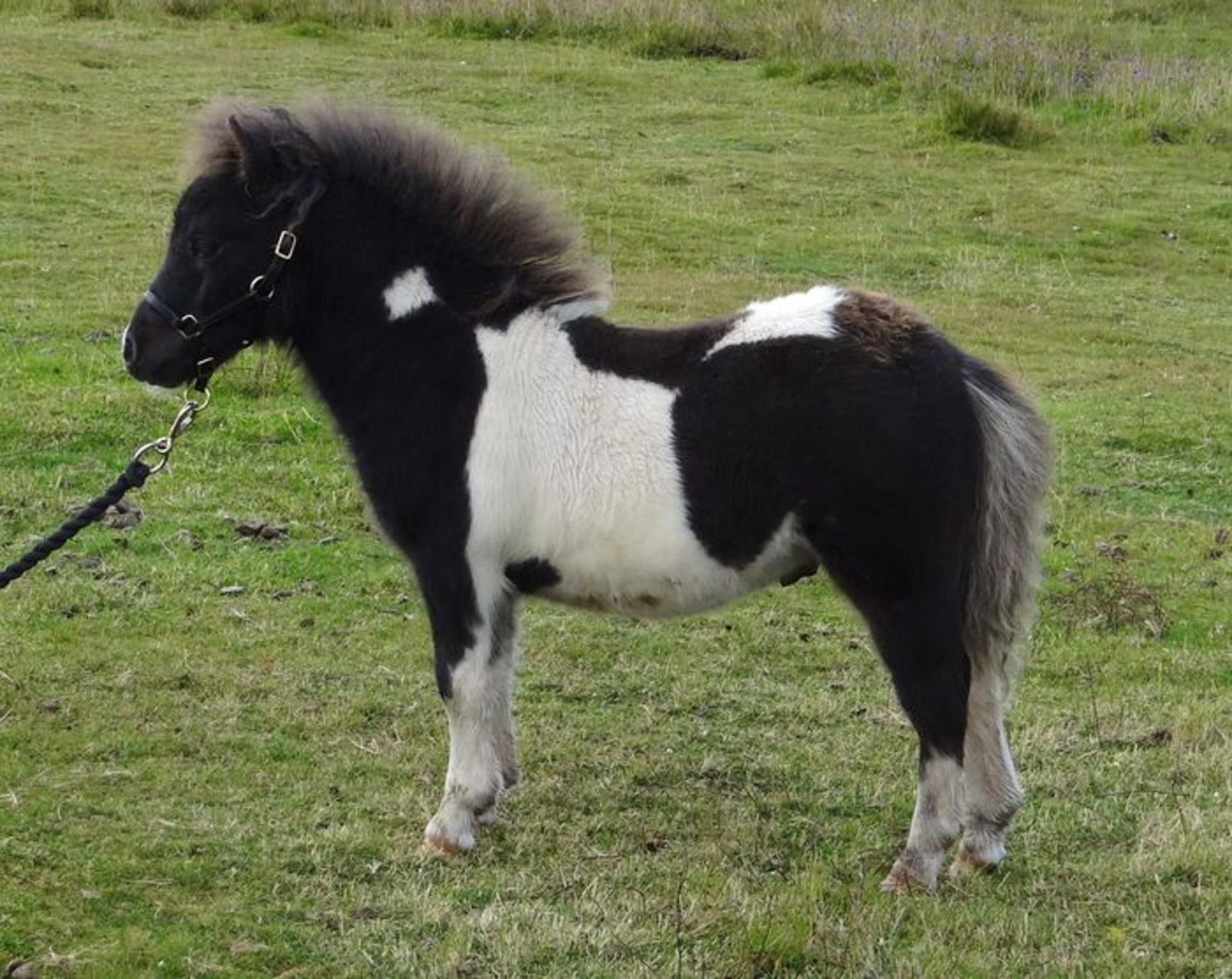 Piebald - Miniature - Colt Foal, - DOB: 13th May 2017 - Image 3 of 8