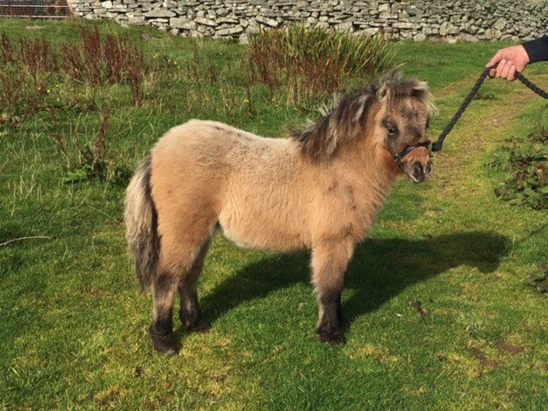 Bay Dun - Miniature - Filly Foal, - DOB: 12th May 2017 - Image 5 of 8