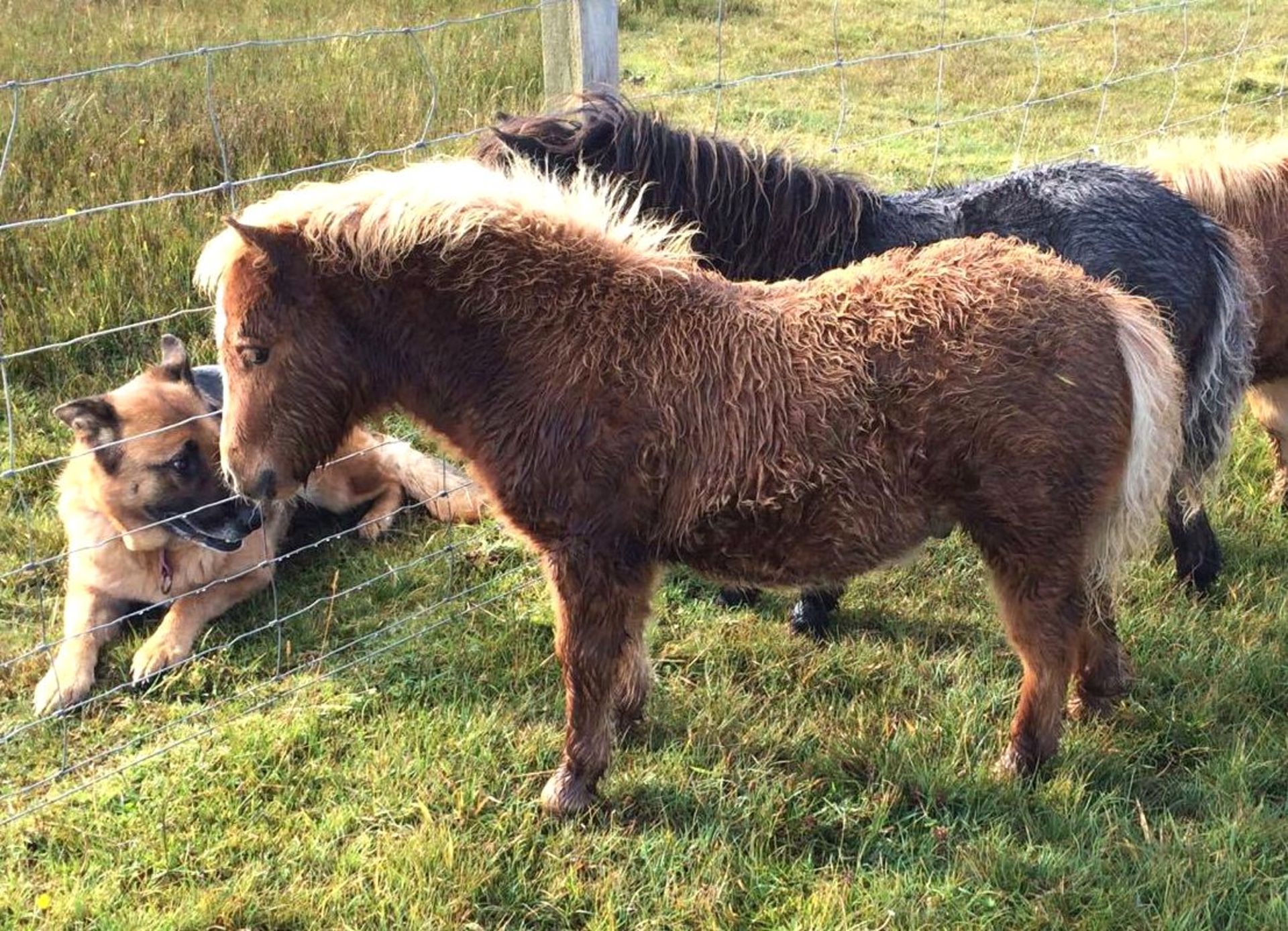 Chestnut with White Blaze - Miniature - Colt Foal, - DOB: 30th May 2017 - Image 2 of 4