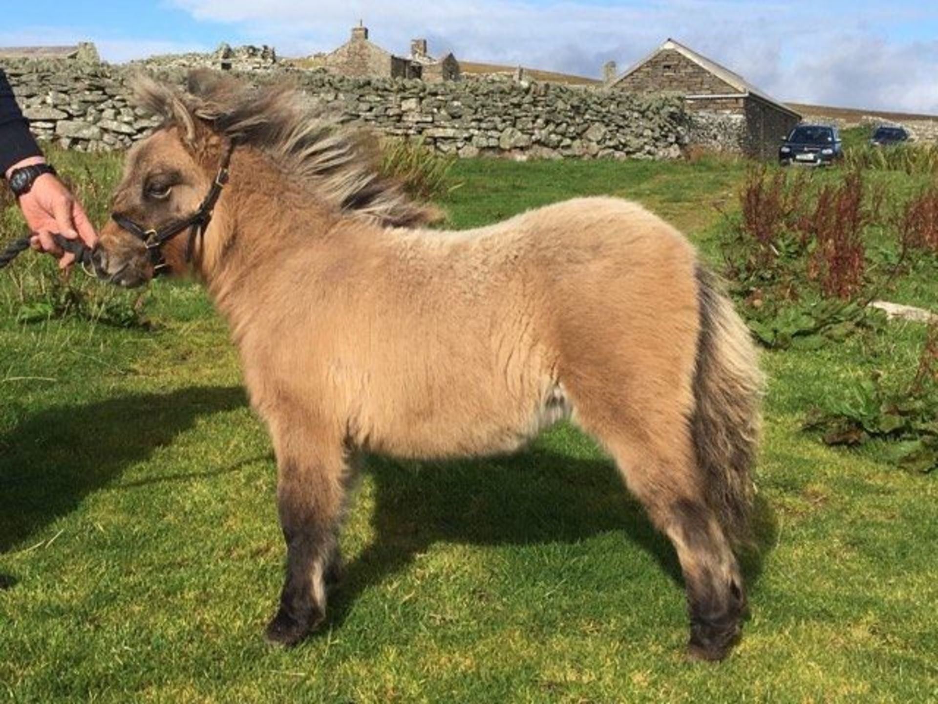 Bay Dun - Miniature - Filly Foal, - DOB: 12th May 2017 - Image 3 of 8