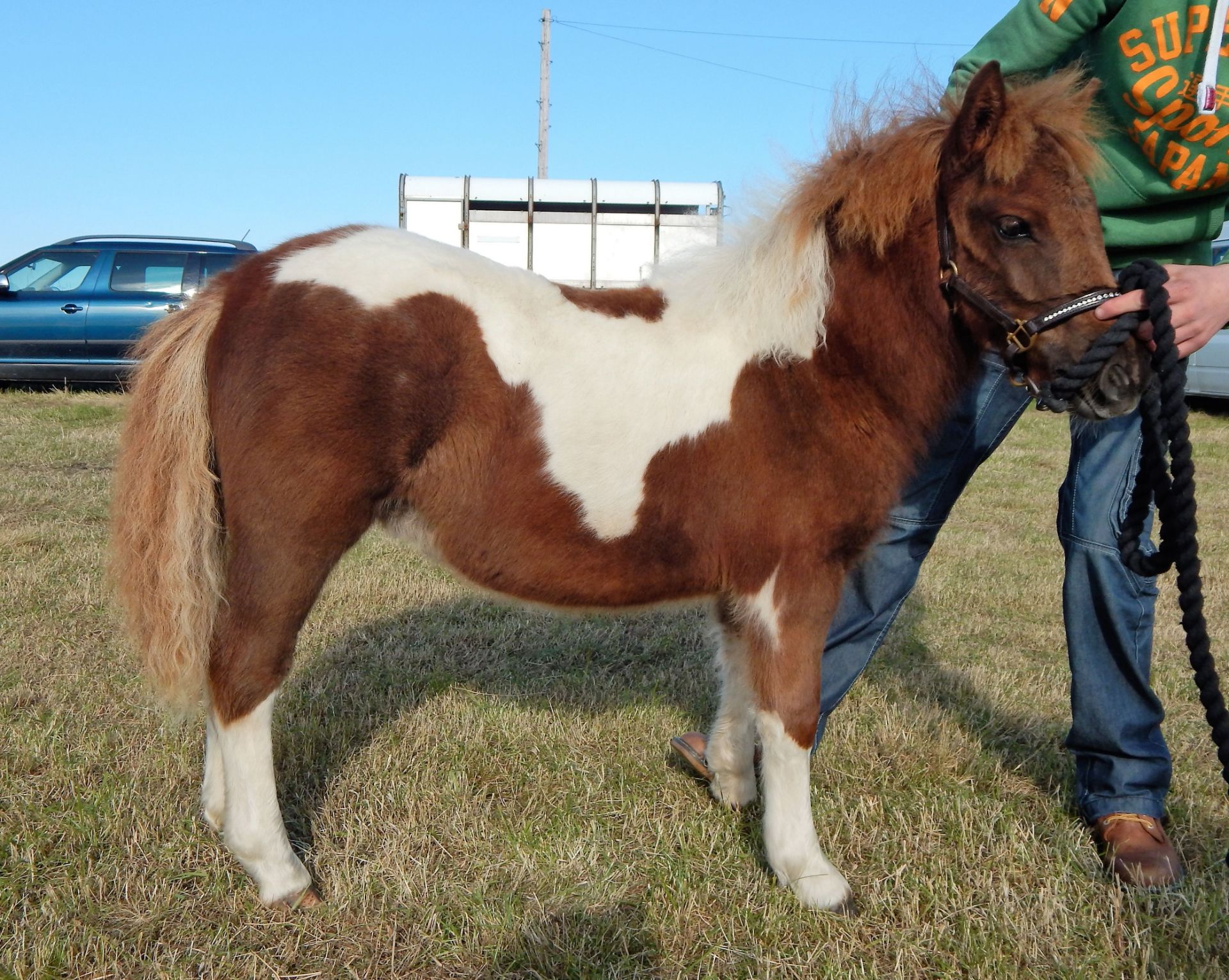 Skewbald - Standard - Filly Foal, - DOB: 30th April 2017