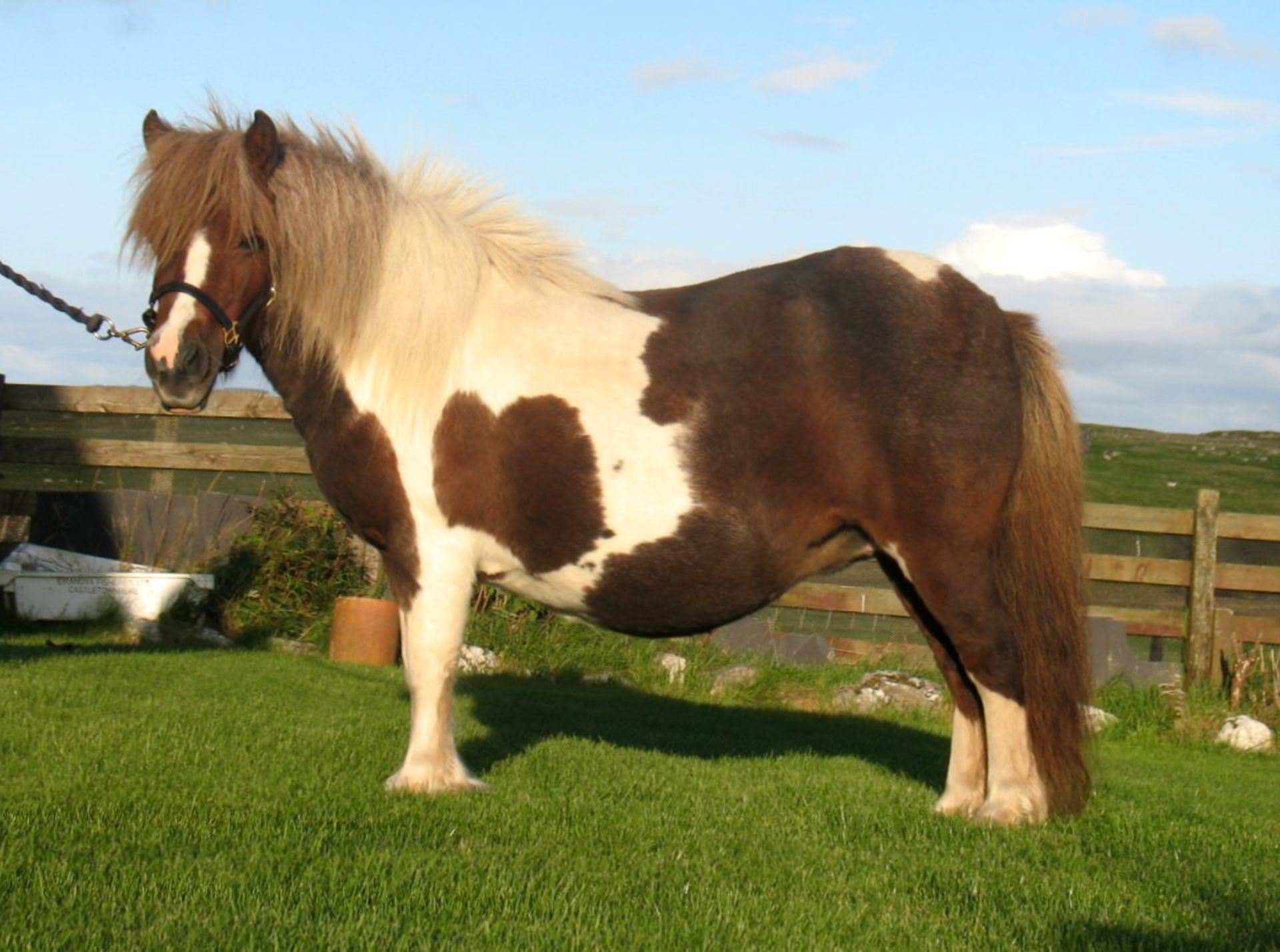 Skewbald - 39.5" - Mare, - DOB: 8th May 2009