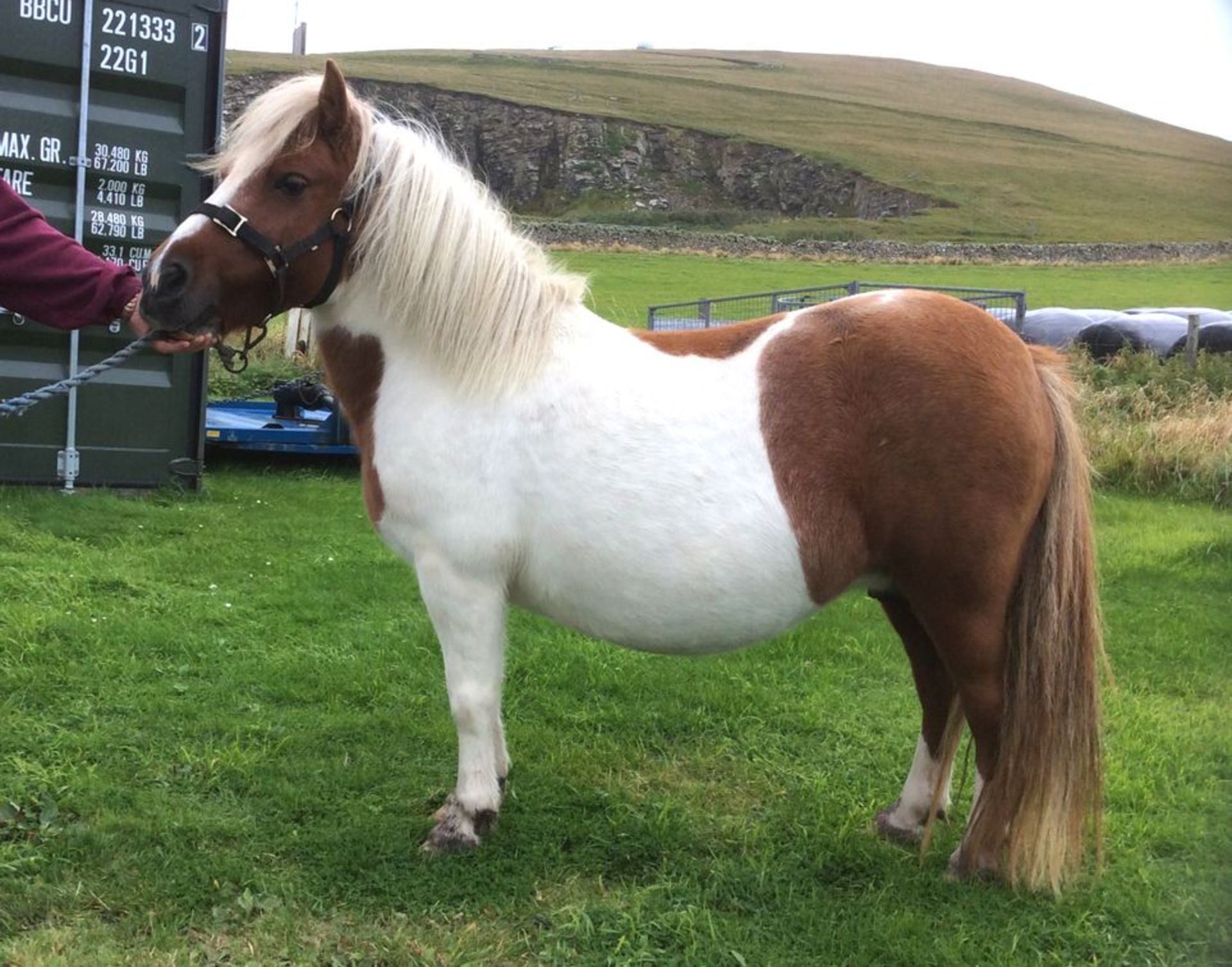 Skewbald - Standard - Mare, 40" - DOB: 28th April 2009