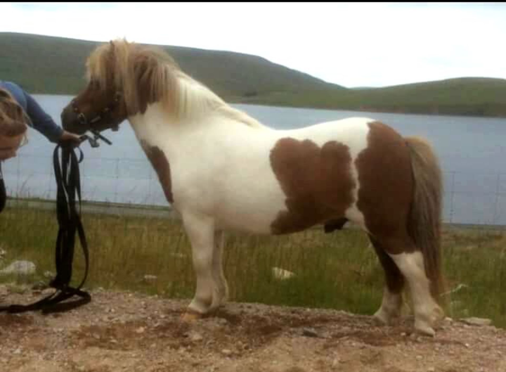 Skewbald - 33" - Gelding, - DOB: 12th May 2011 - Image 2 of 8