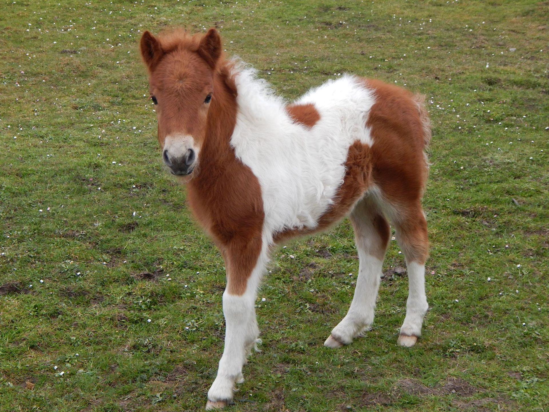 Skewbald - Standard - Filly Foal, - DOB: 30th April 2017 - Image 3 of 5