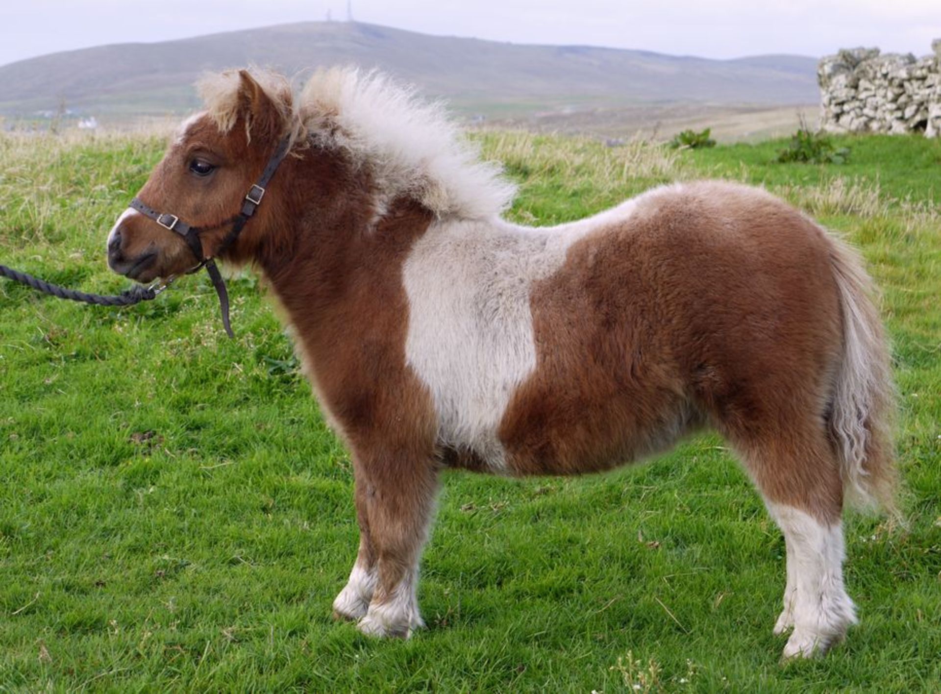 Skewbald - Miniature - Colt Foal, - DOB: 3rd May 2017