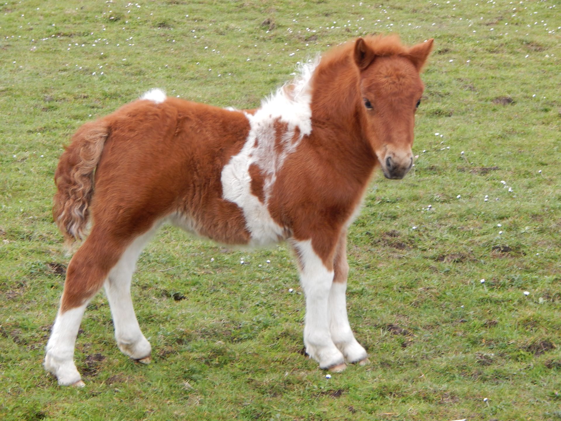 Skewbald - Standard - Filly Foal, - DOB: 23rd April 2017 - Image 3 of 5