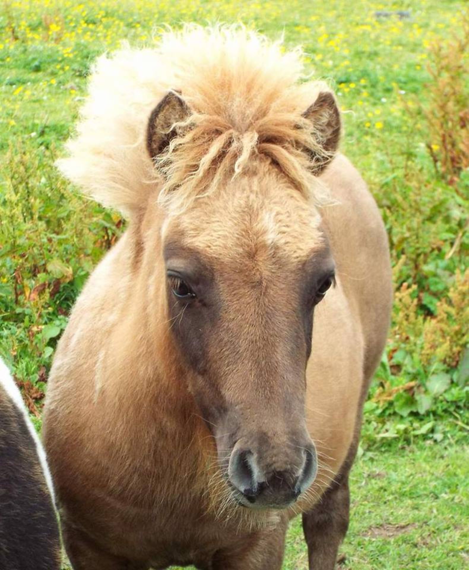 Cream Chestnut Dun - Standard - Filly Foal, - DOB: 30th April 2017 - Image 2 of 3