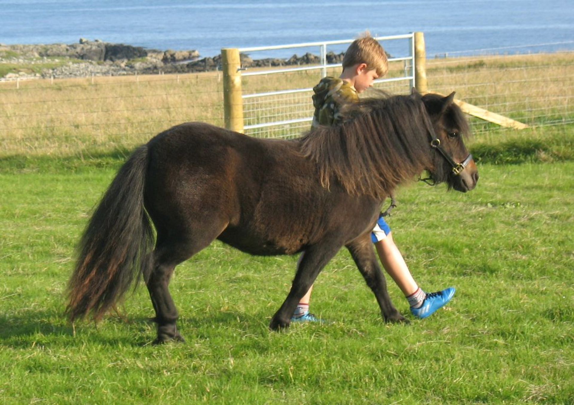 Dark Bay - Standard - Filly, - DOB: 17th May 2016 - Image 3 of 3