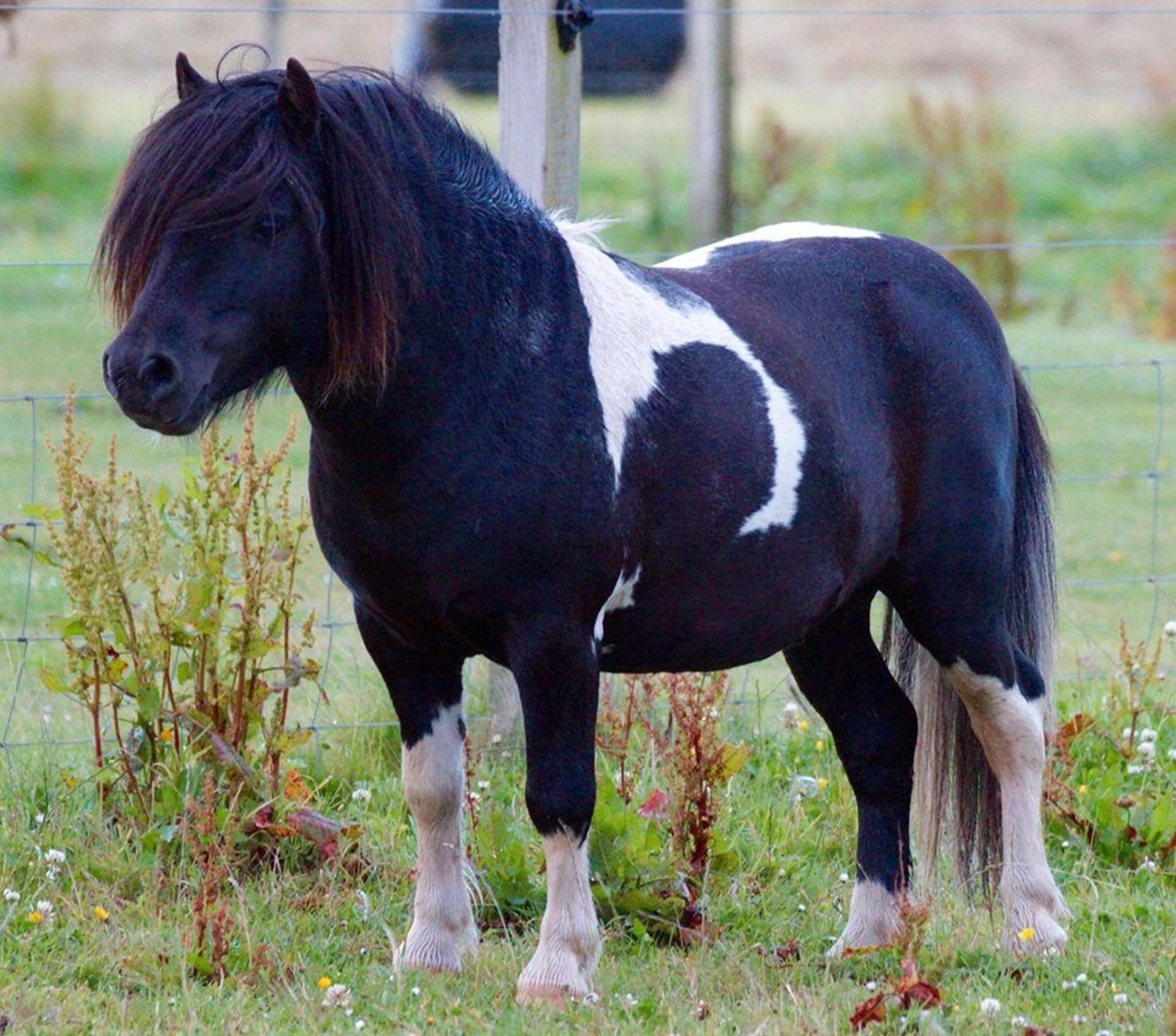 Piebald - Miniature - Colt Foal, - DOB: 13th May 2017 - Image 8 of 8