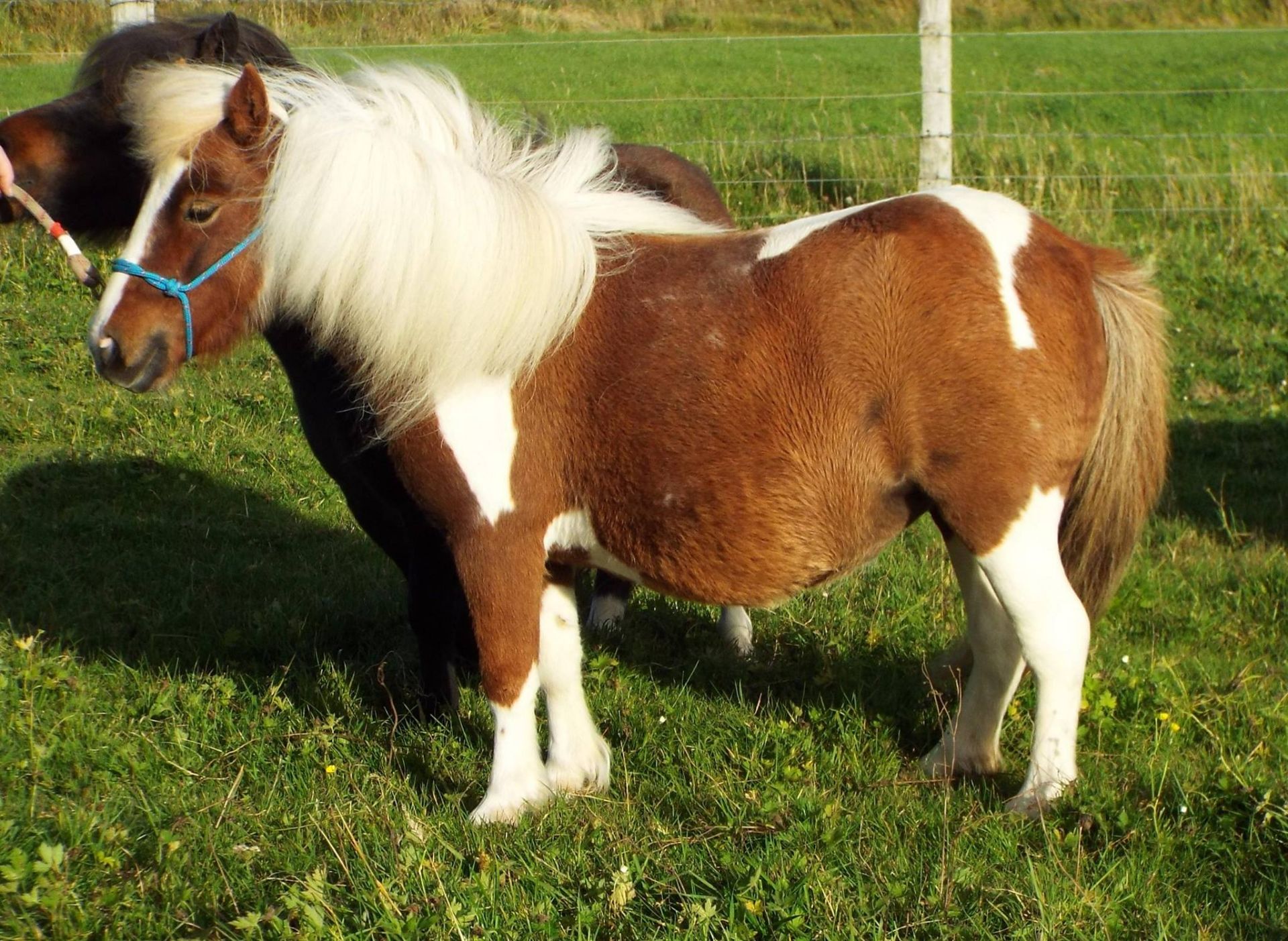 Skewbald - Miniature - Mare, - DOB: 2nd April 2013