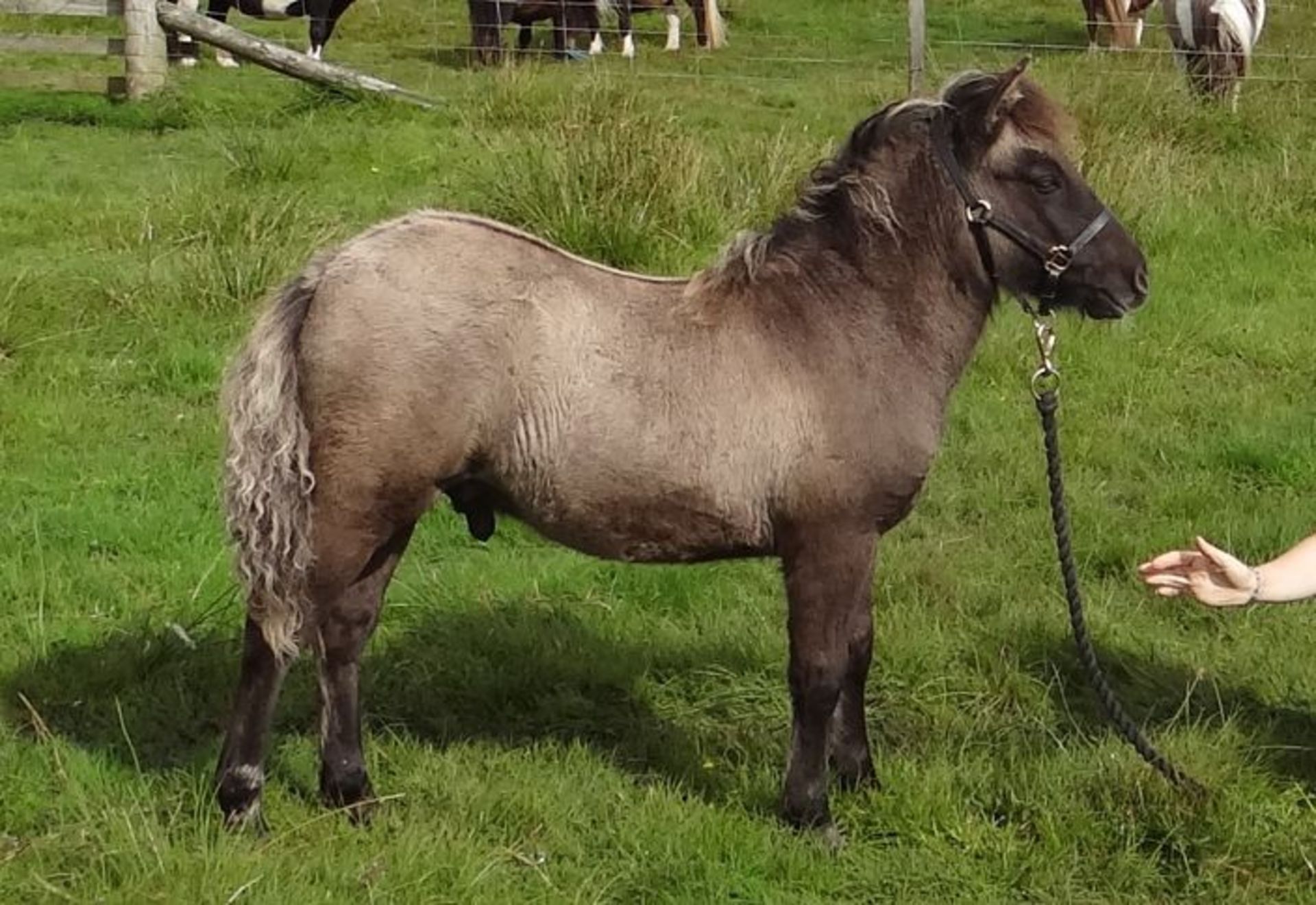 Silver Dun - Standard - Colt Foal, - DOB: 15th May 2017 - Image 3 of 5