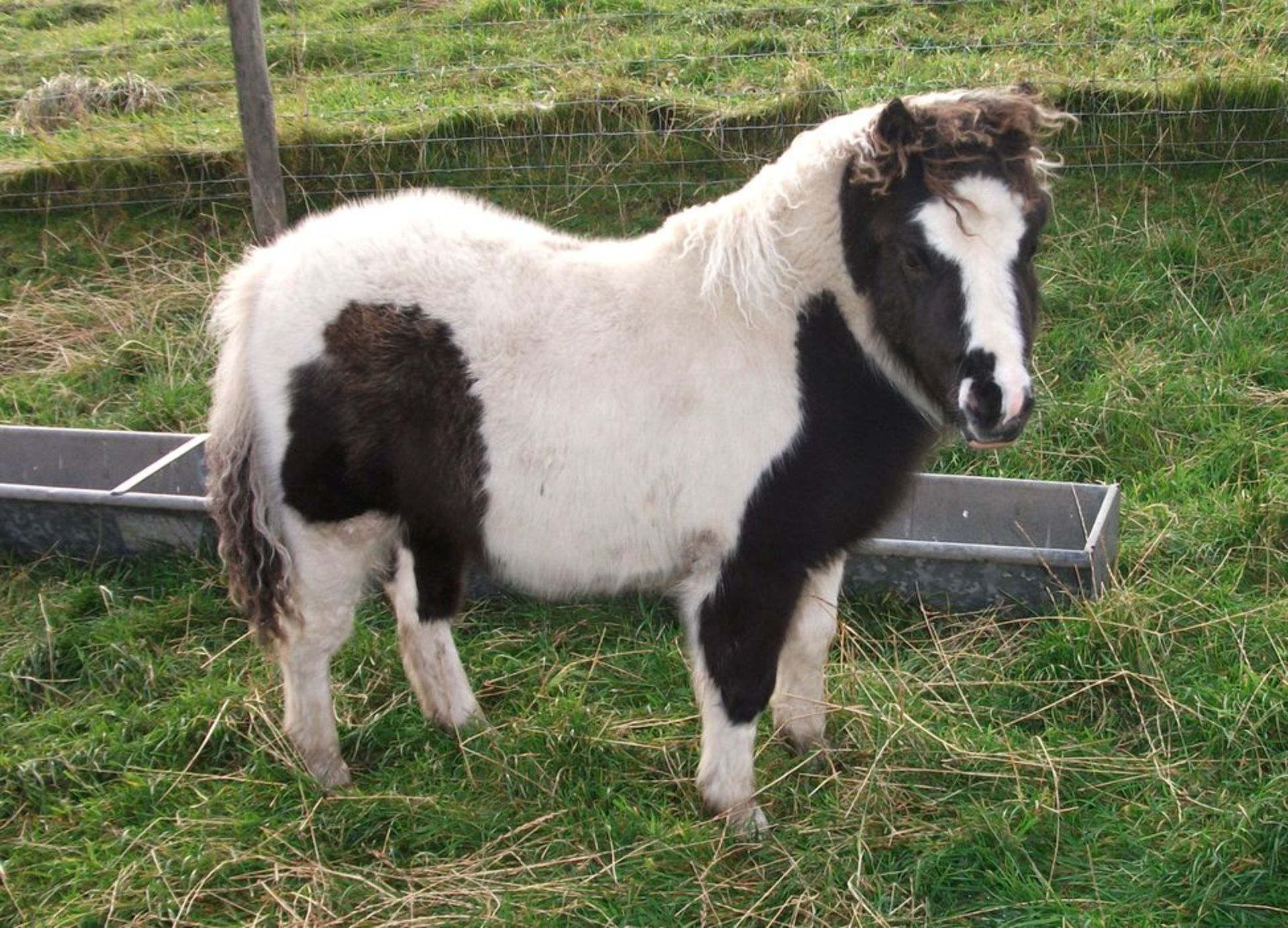 Piebald - Miniature - Filly Foal, - DOB: 19th May 2017 - Image 2 of 2