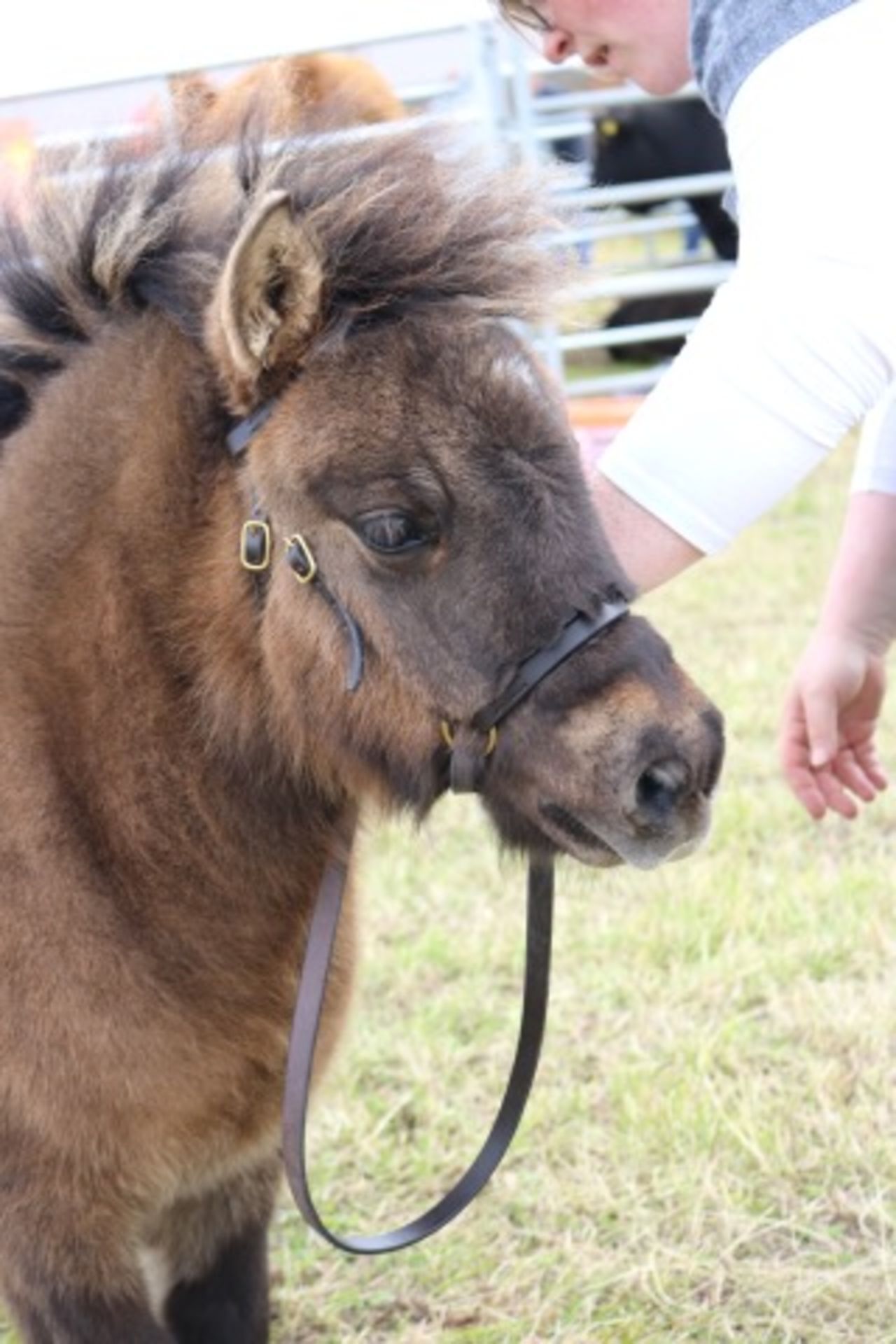 Bay Dun with Eel Stripe - Standard - Filly Foal, - DOB: 12th May 2017 - Image 3 of 5