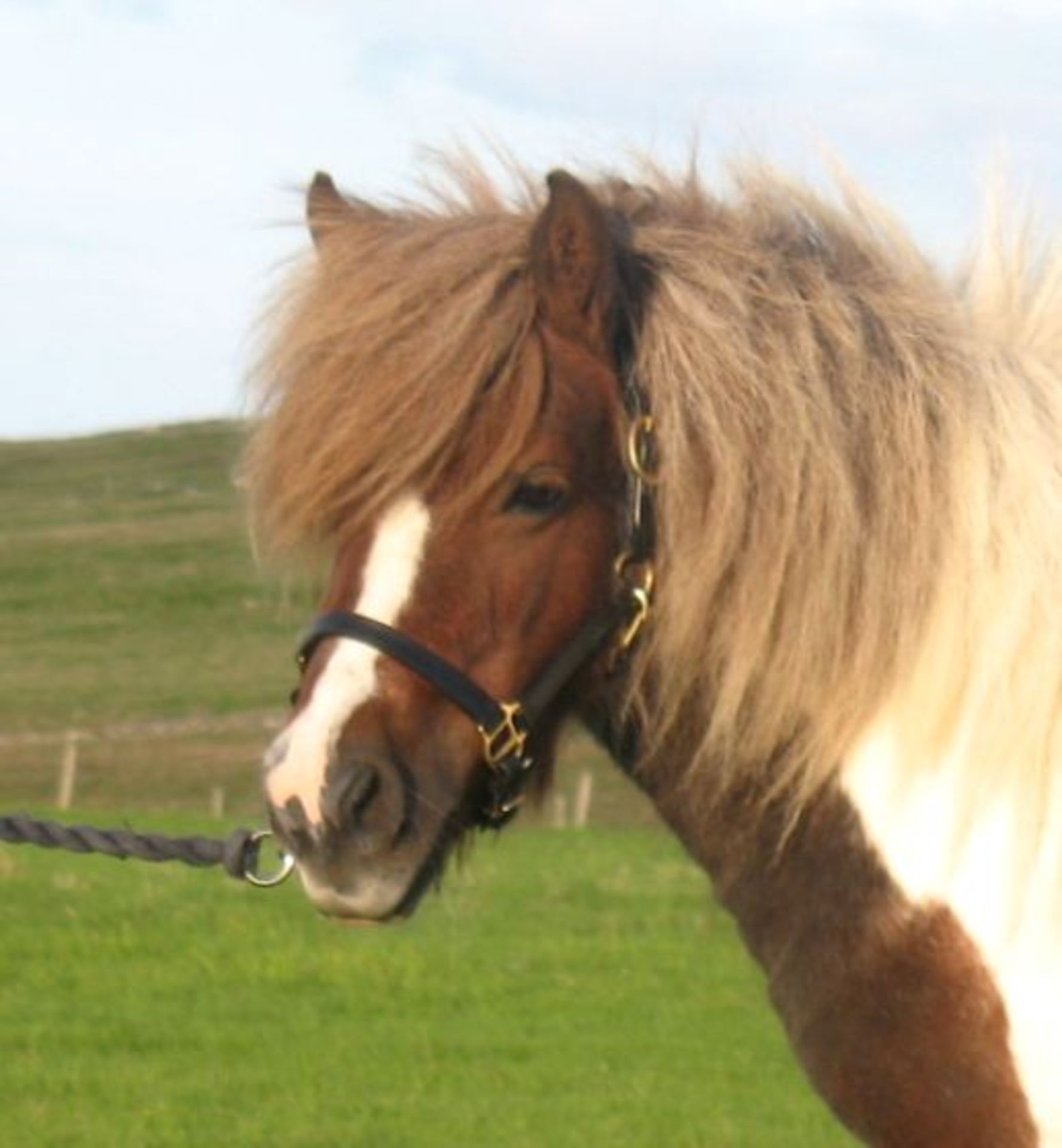 Skewbald - 39.5" - Mare, - DOB: 8th May 2009 - Image 4 of 4