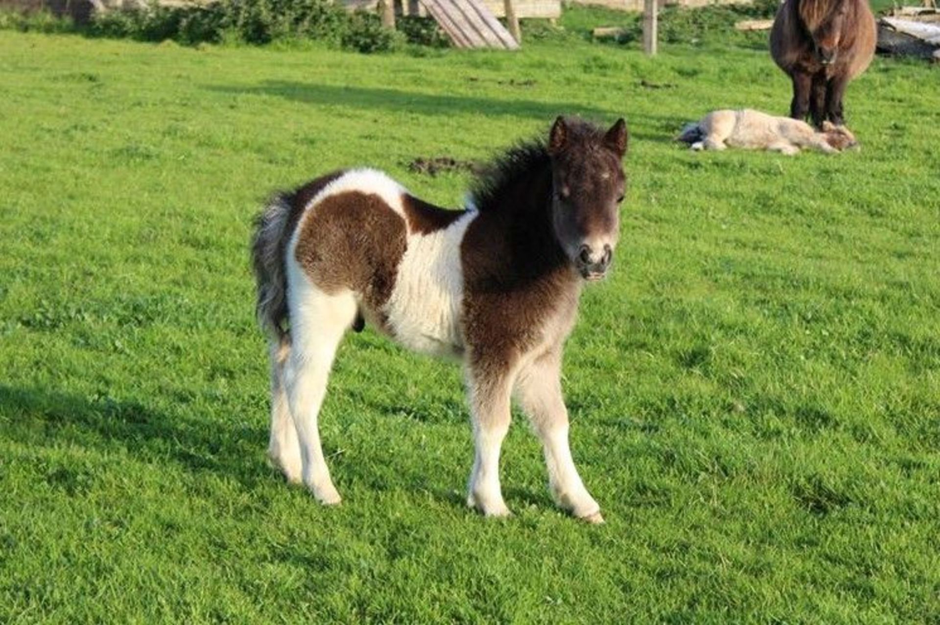 Piebald - Miniature - Colt Foal, - DOB: 13th May 2017 - Image 5 of 8