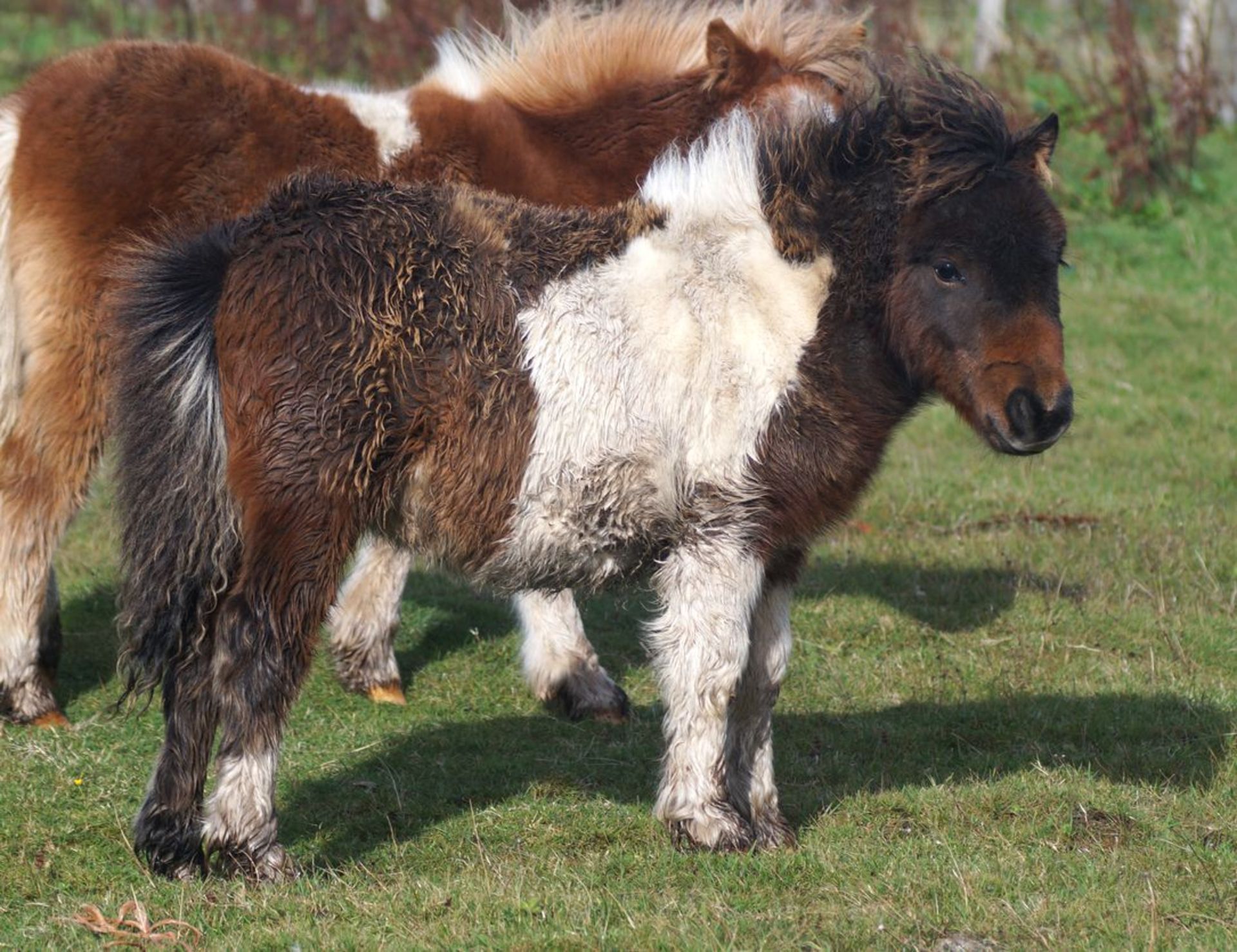 Bay & White - Miniature - Filly Foal, - DOB: 8th May 2017