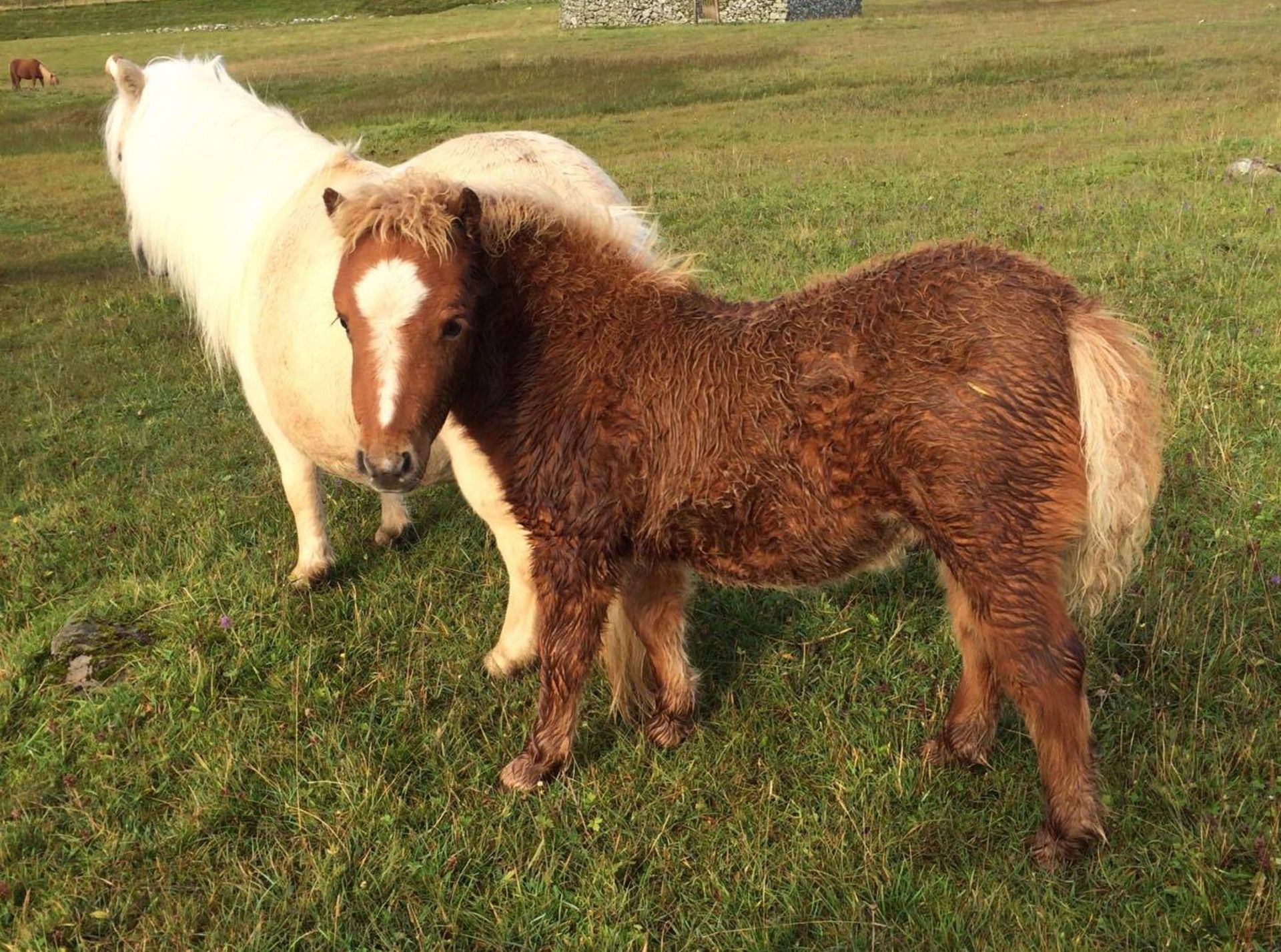 Chestnut with White Blaze - Miniature - Colt Foal, - DOB: 30th May 2017 - Image 3 of 4