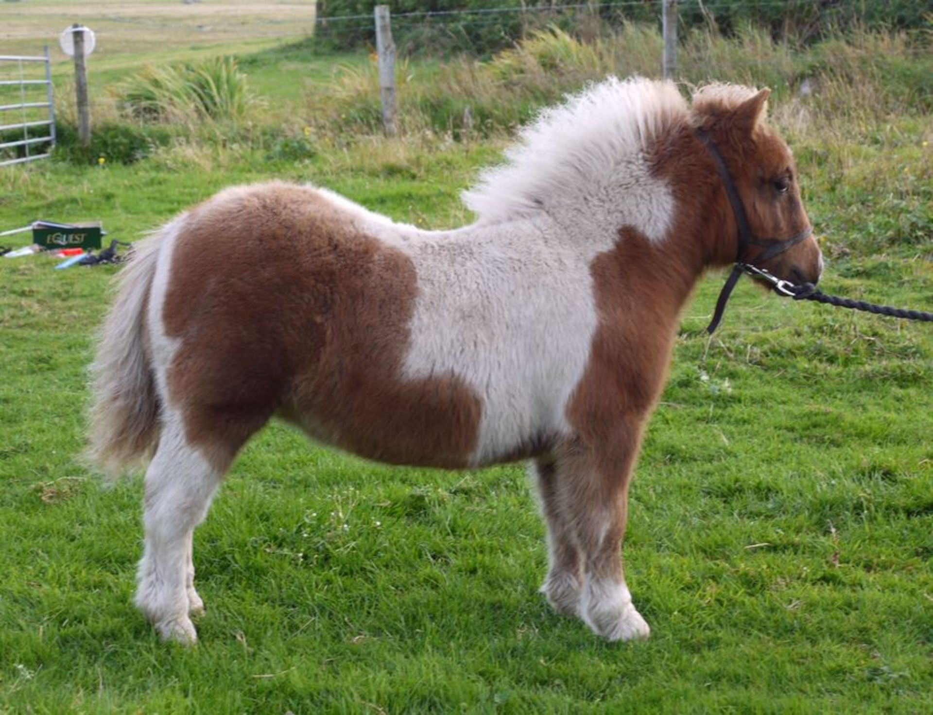 Skewbald - Miniature - Colt Foal, - DOB: 3rd May 2017 - Image 2 of 5