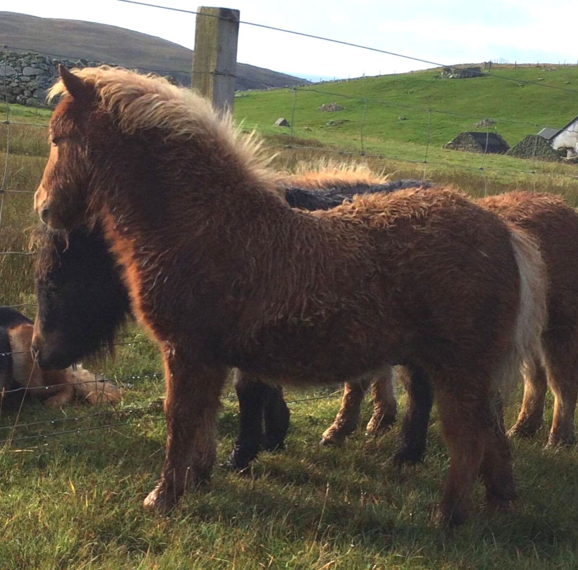 Chestnut with White Blaze - Miniature - Colt Foal, - DOB: 30th May 2017 - Image 4 of 4