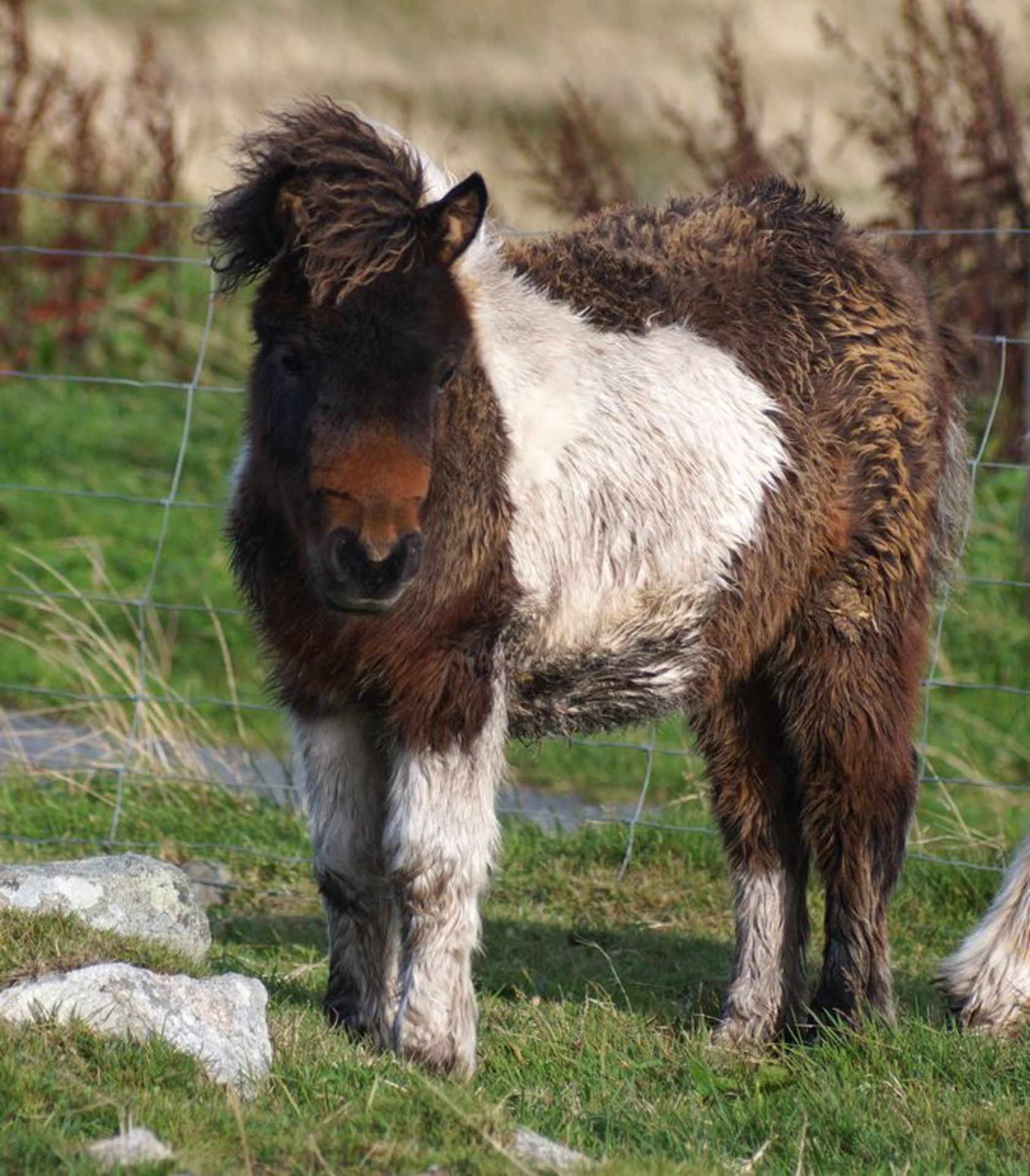 Bay & White - Miniature - Filly Foal, - DOB: 8th May 2017 - Image 2 of 3