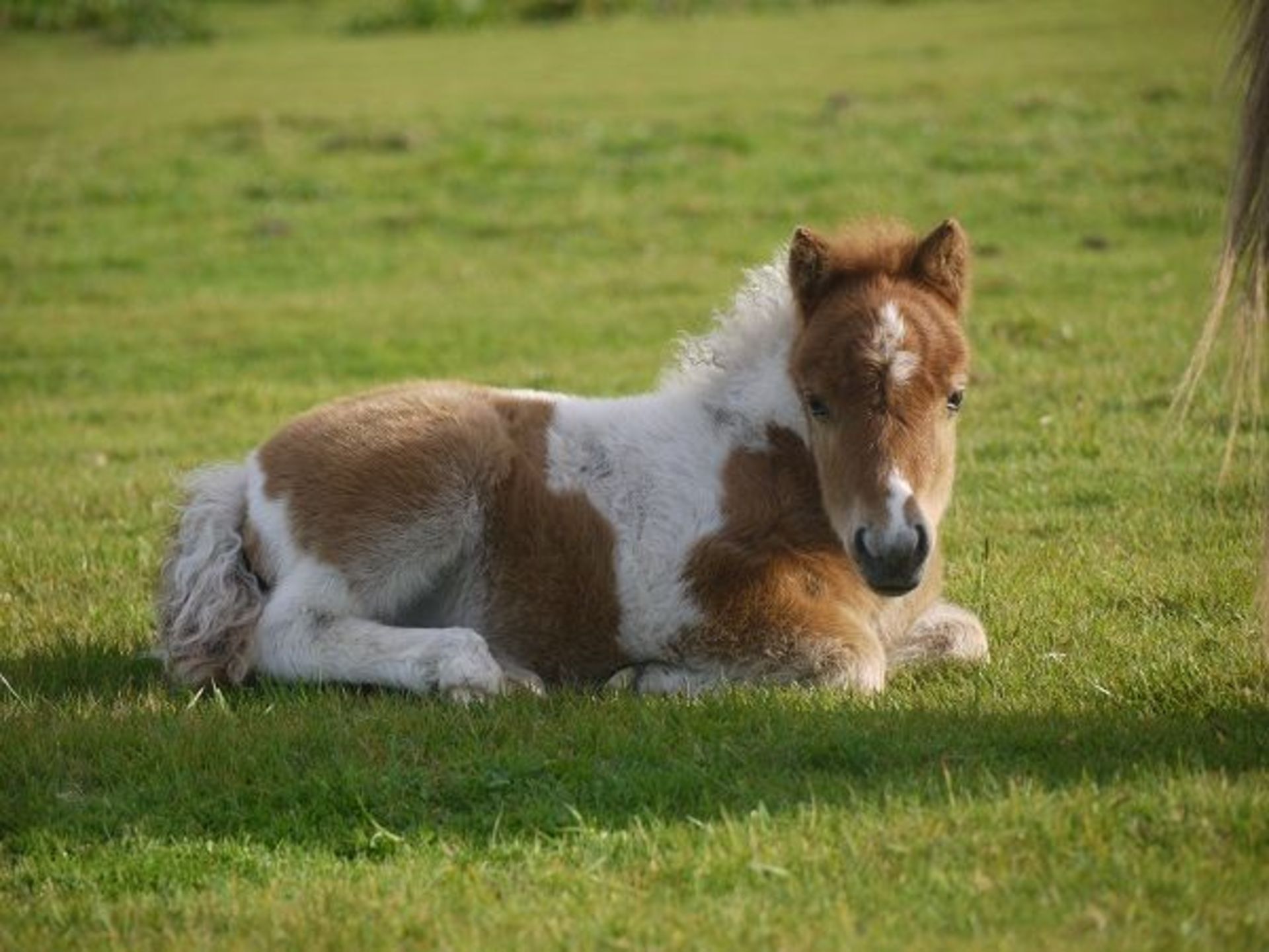 Skewbald - Miniature - Colt Foal, - DOB: 3rd May 2017 - Image 3 of 5