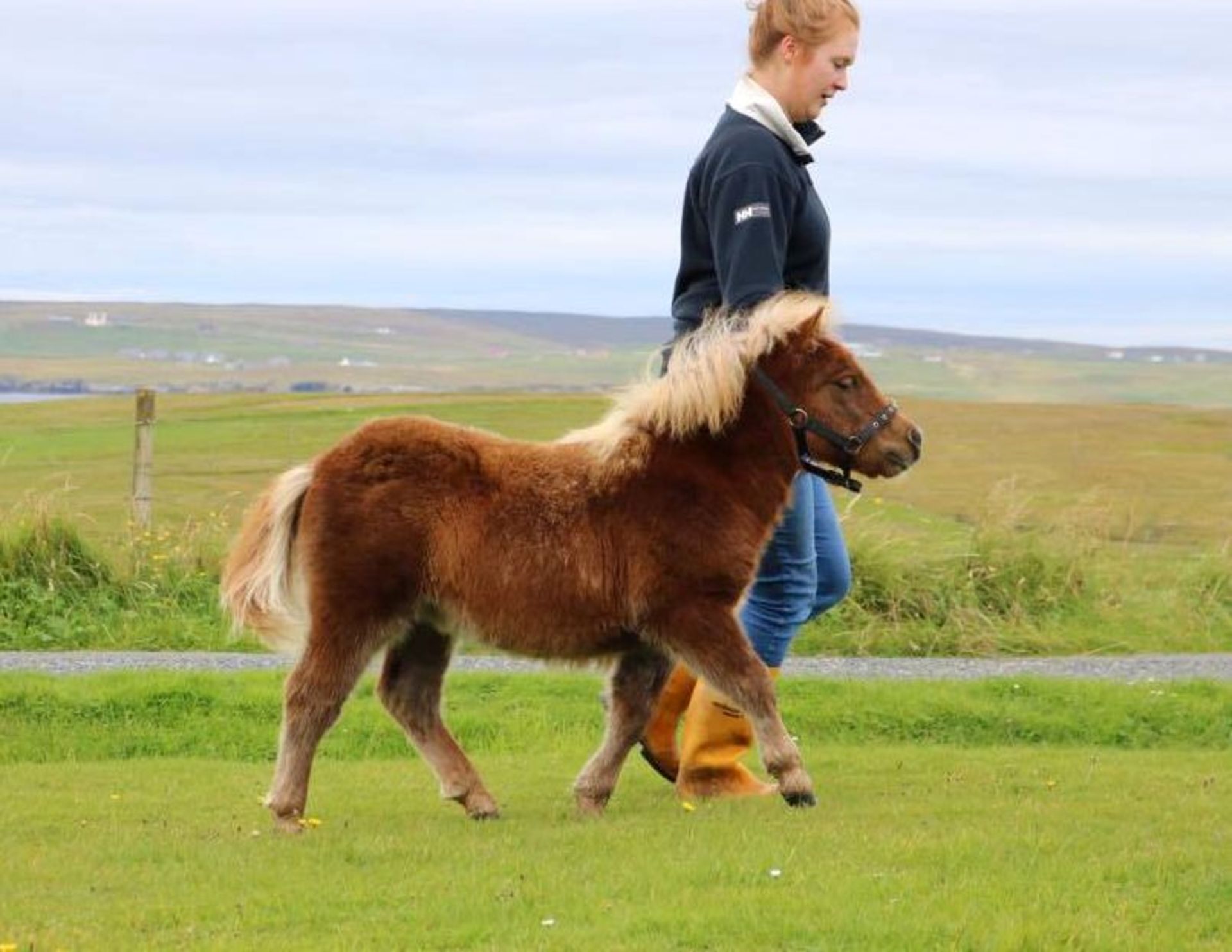 Chestnut - Miniature - Filly Foal, - DOB: 4th May 2017 - Image 2 of 5