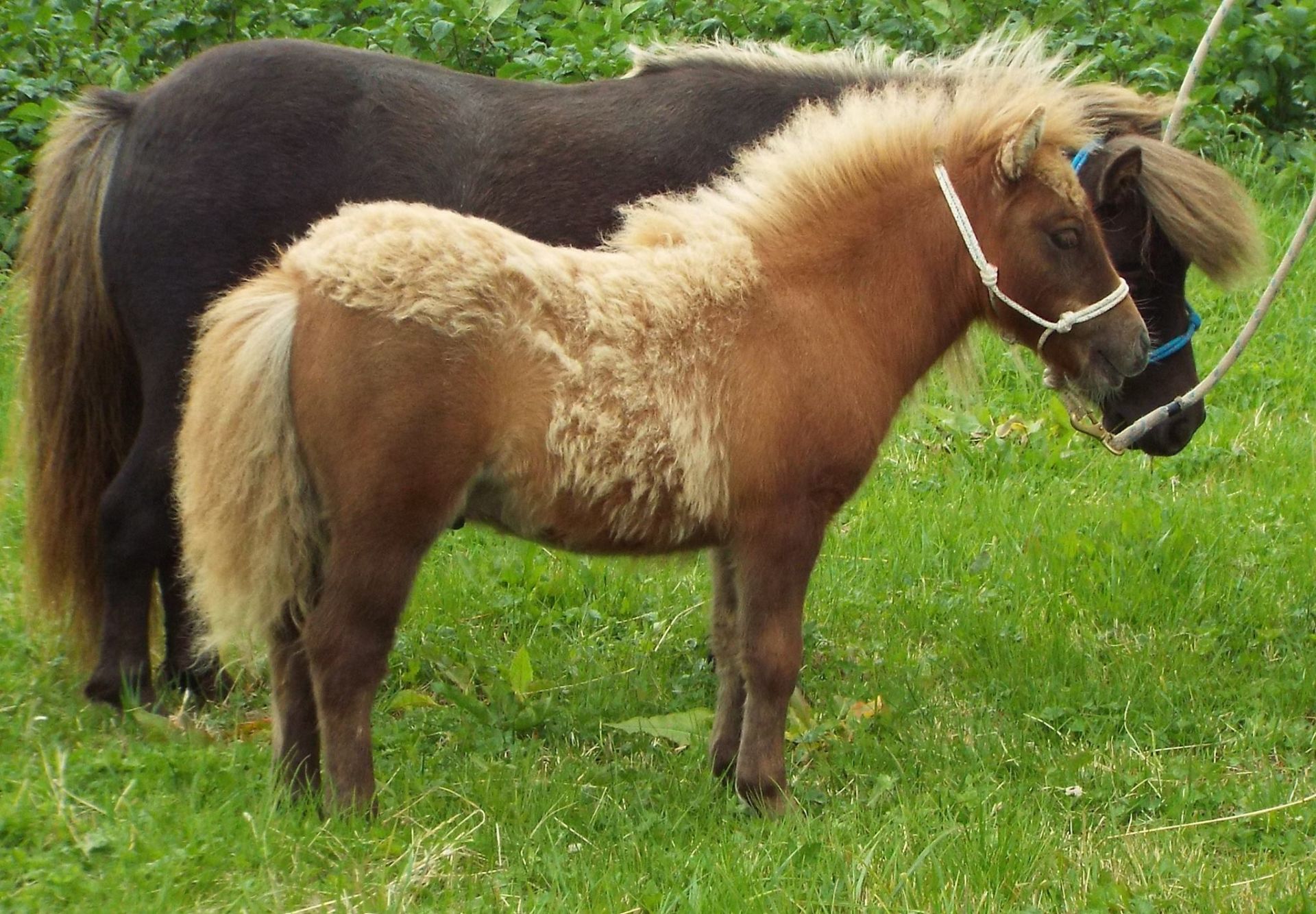 Cream Chestnut Dun - Miniature - Colt Foal, - DOB: 2nd May 2017