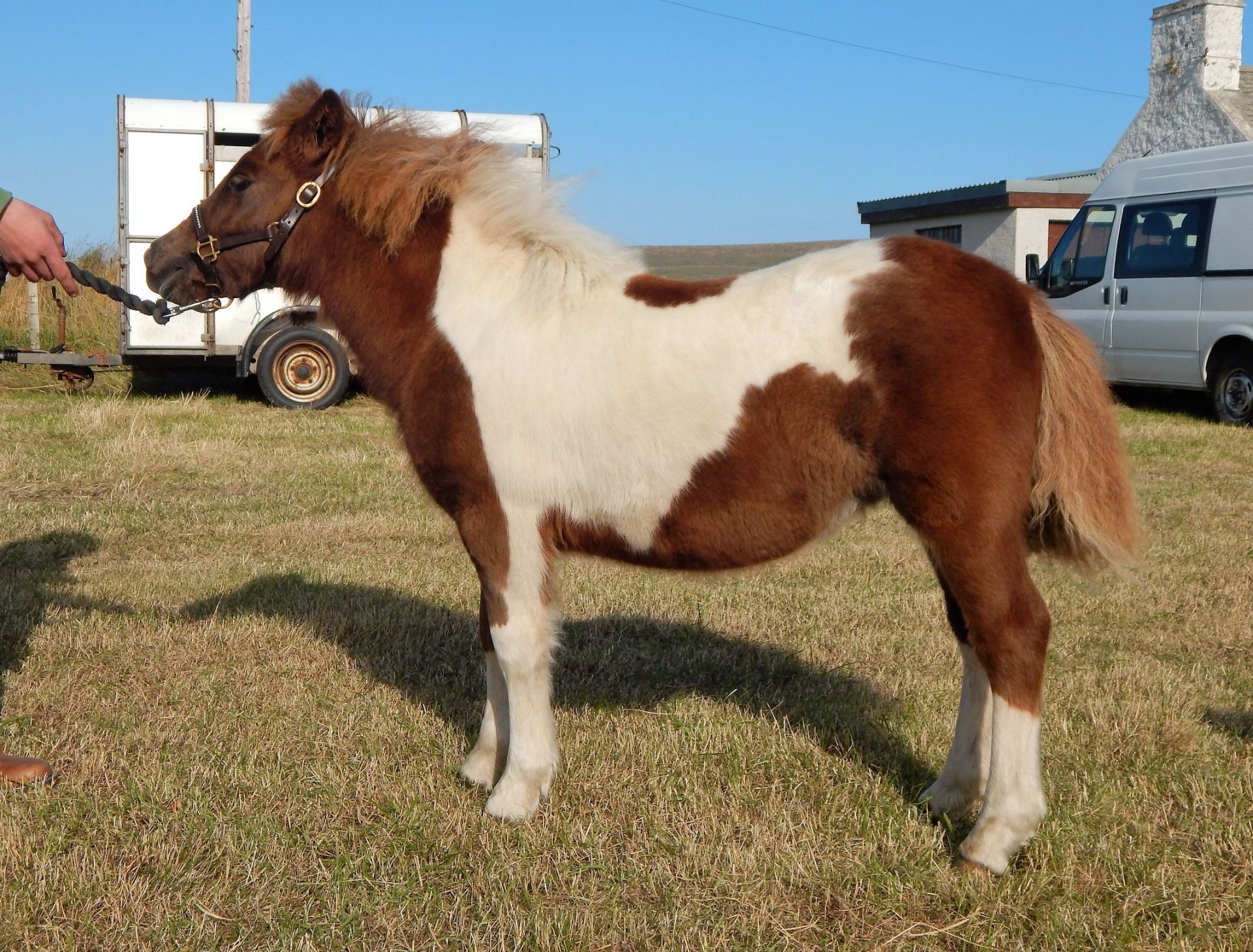 Skewbald - Standard - Filly Foal, - DOB: 30th April 2017 - Image 2 of 5