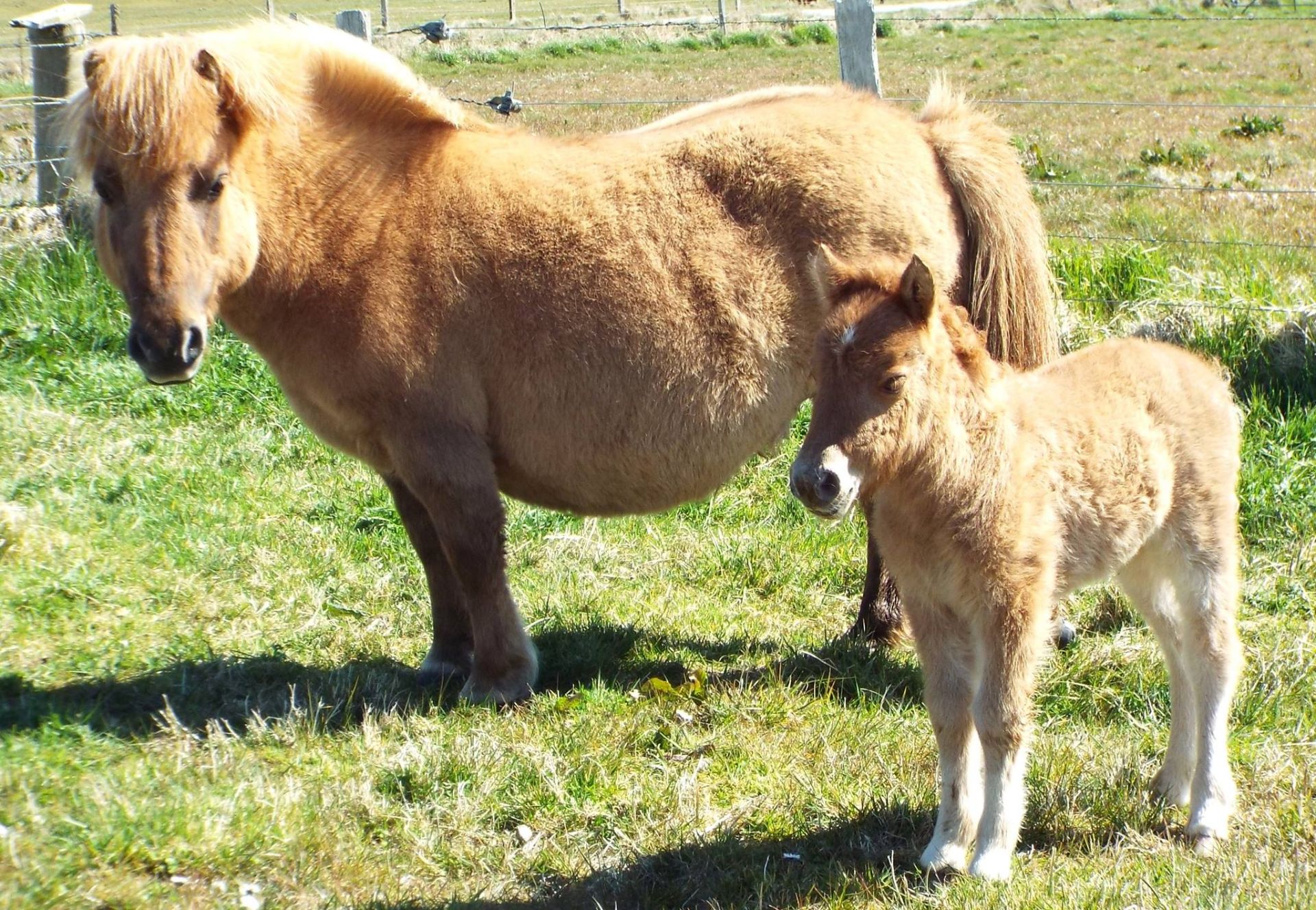 Cream Chestnut Dun - Standard - Filly Foal, - DOB: 30th April 2017 - Image 3 of 3