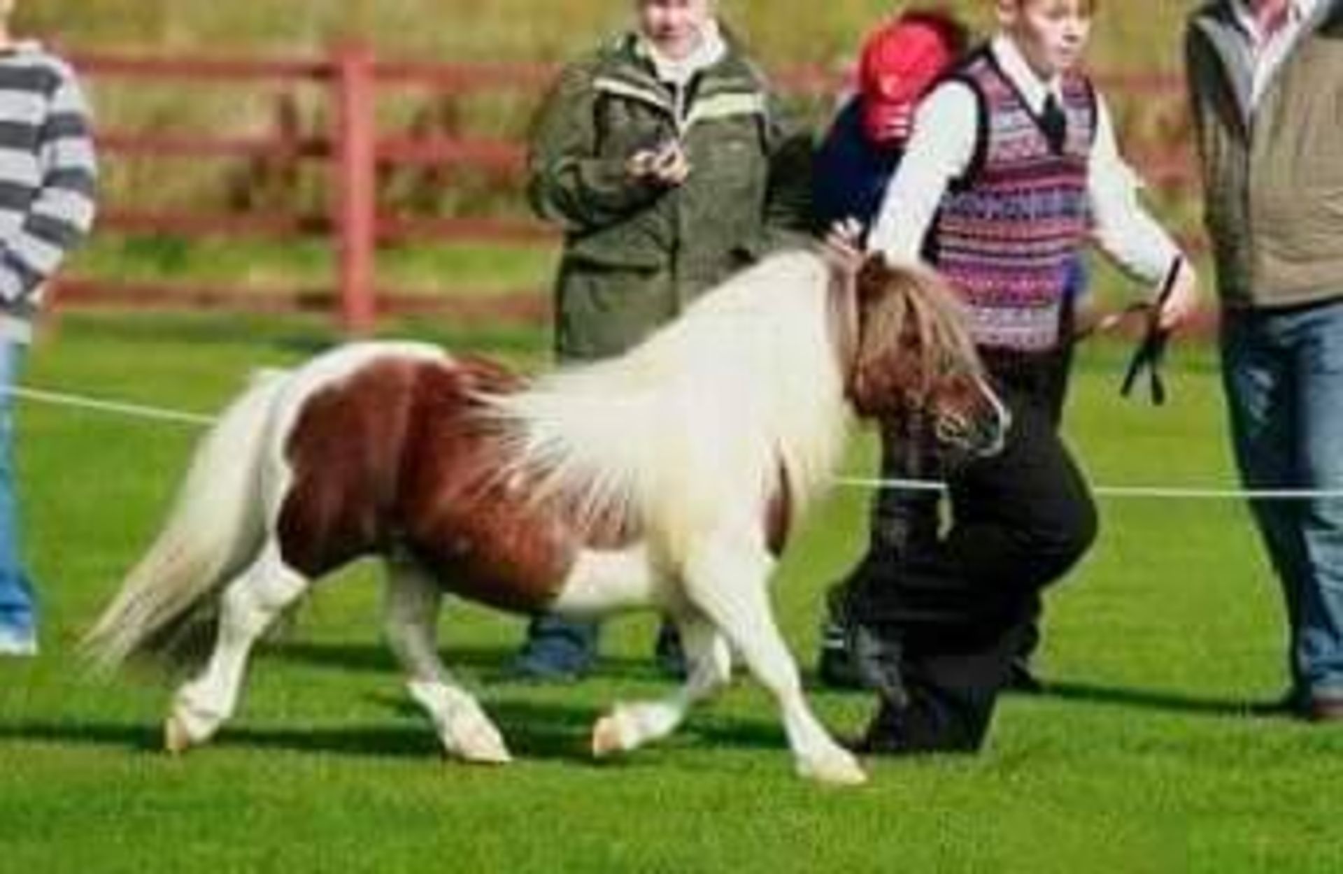 Skewbald - 33" - Gelding, - DOB: 12th May 2011 - Image 8 of 8