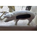 A black and white pig
