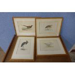 A set of four ornithological prints