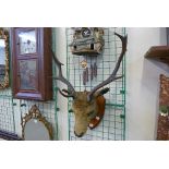 A mounted stag's head