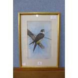 Steve Shotter, Kestrel, watercolour,