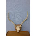 A pair of mounted deer antlers