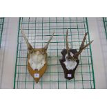 Two mounted sets of antlers