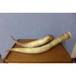 A pair of cow horns