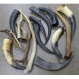 A collection of horn and antlers