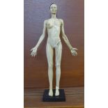 An anatomical figure with magnetic limbs,