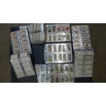 Twelve albums of cigarette cards,