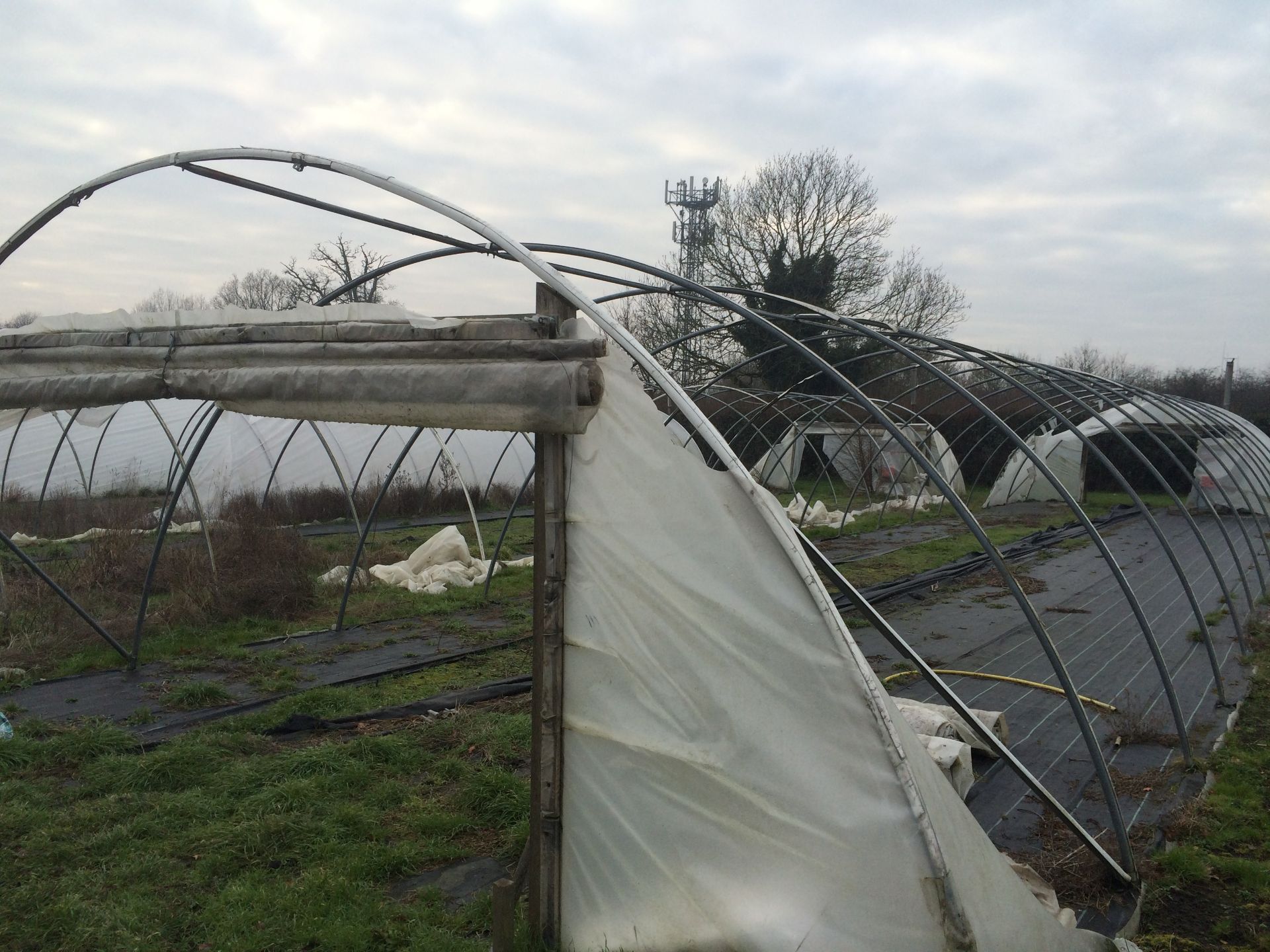 21x100 ft Poly Tunnel frame - BUYER TO DISMANTLE & REMOVE - Image 4 of 4