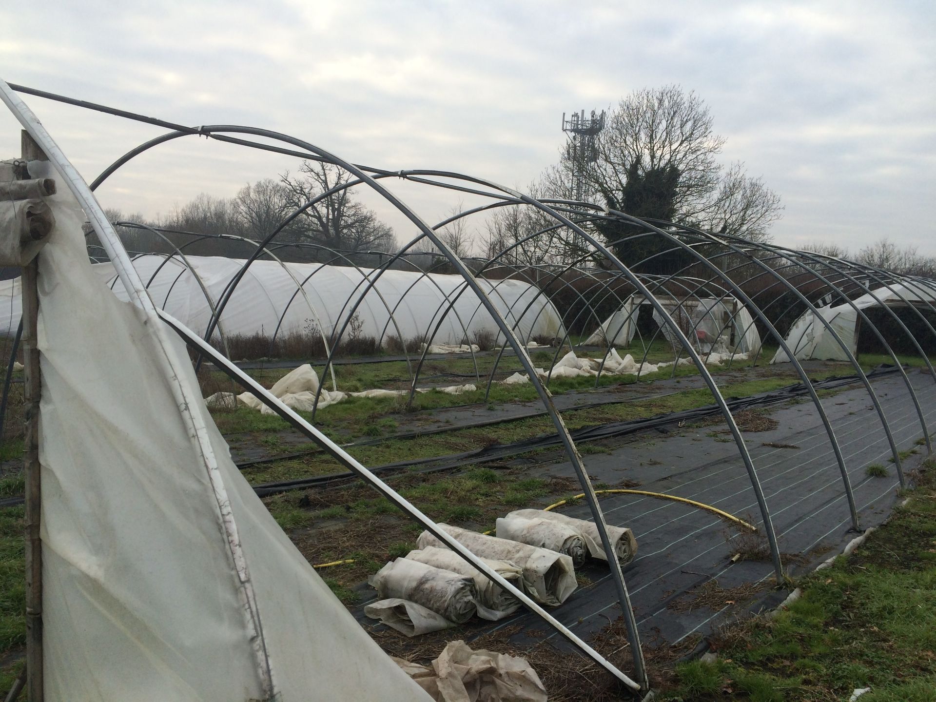 21x100 ft Poly Tunnel frame - BUYER TO DISMANTLE & REMOVE - Image 3 of 4