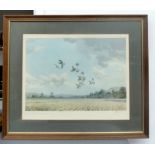 J.C Harrison, Grey partridge in flight, print, signed lower right, edition no.