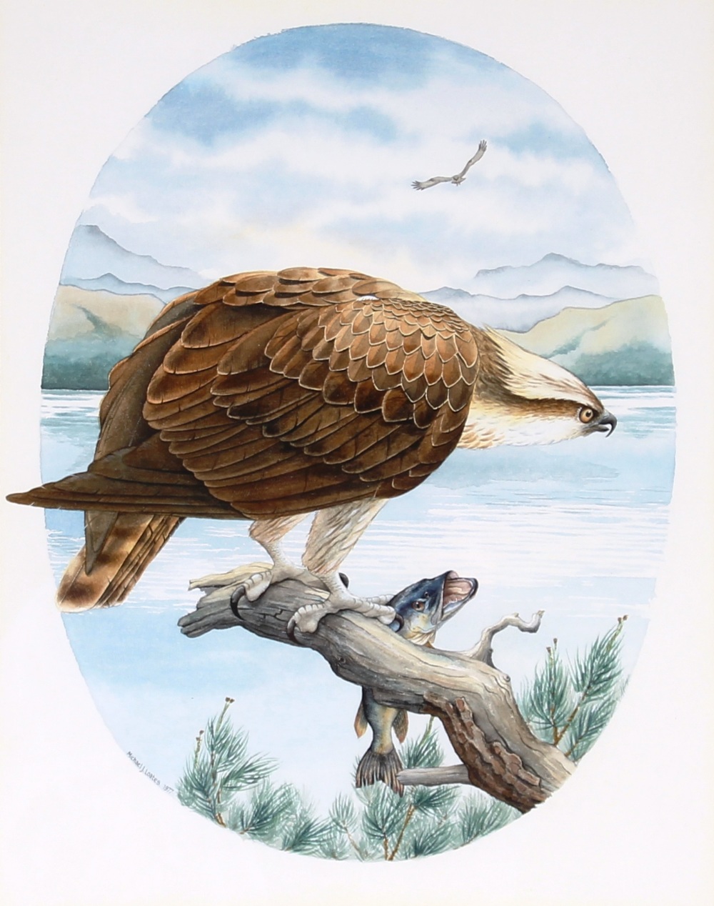 Michael J Loates, study of osprey and trout on a l