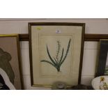 A 19th Century watercolour botanical study dated 1