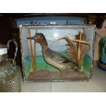 A taxidermy Teal Drake