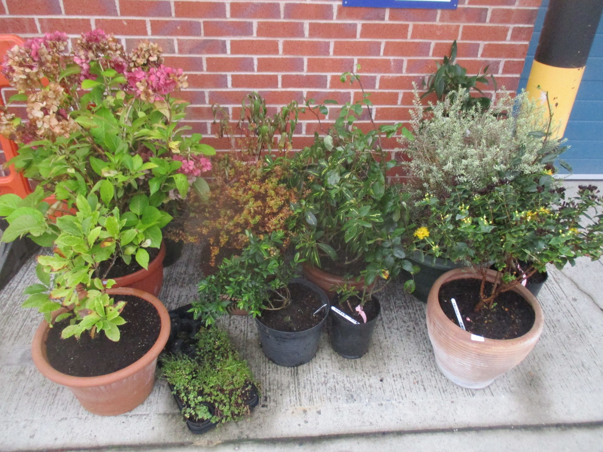 12 x assorted plants and shrubs, some in terracotta pots - shrubs include hebe, hydrangea, viburnum,